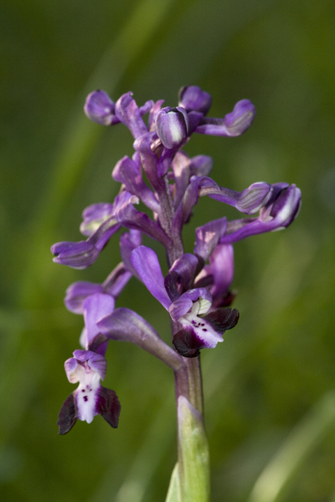 Orchis longicornu